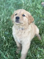 Champ, a male Golden Retriever for sale in Romney, WV – 1 of 3