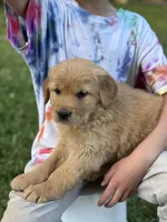 Mia, a female Golden Retriever for sale in Romney, WV – 3 of 3
