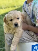 Milo, a male Golden Retriever for sale in Romney, WV – 2 of 4