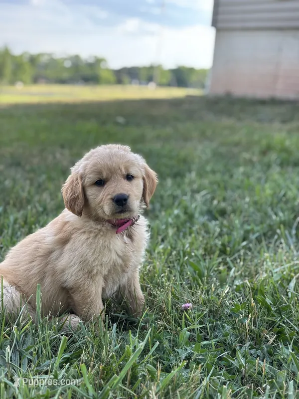 Bubbles – Golden Retriever puppy for sale in Romney, WV