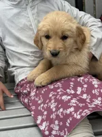 Bubbles, a female Golden Retriever for sale in Romney, WV – 1 of 3