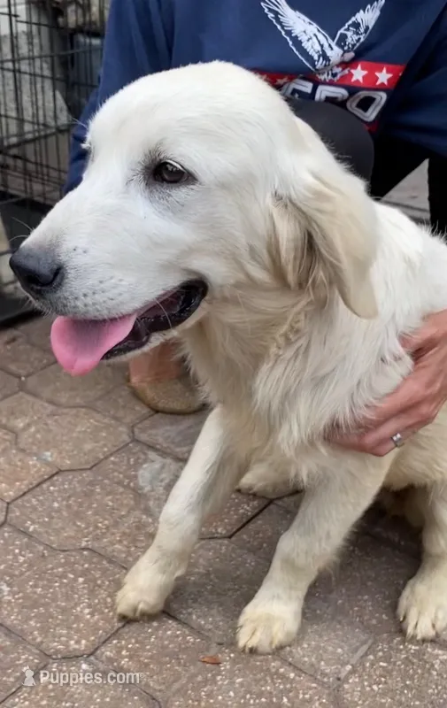 Gala – English Cream Golden Retriever puppy for sale in Orlando, FL