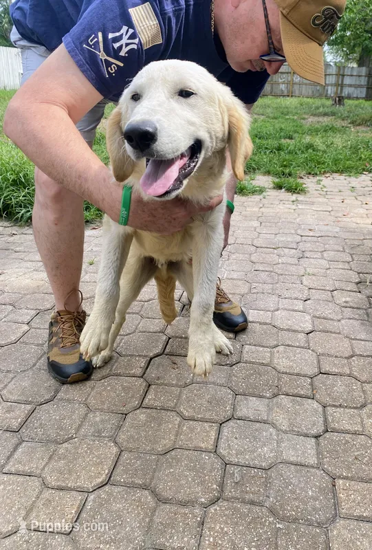 Tim – Golden Retriever, English Cream Golden Retriever puppy for sale in Orlando, FL