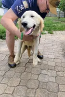 Tim, a male Golden Retriever and English Cream Golden Retriever for sale in Orlando, FL – 1 of 1