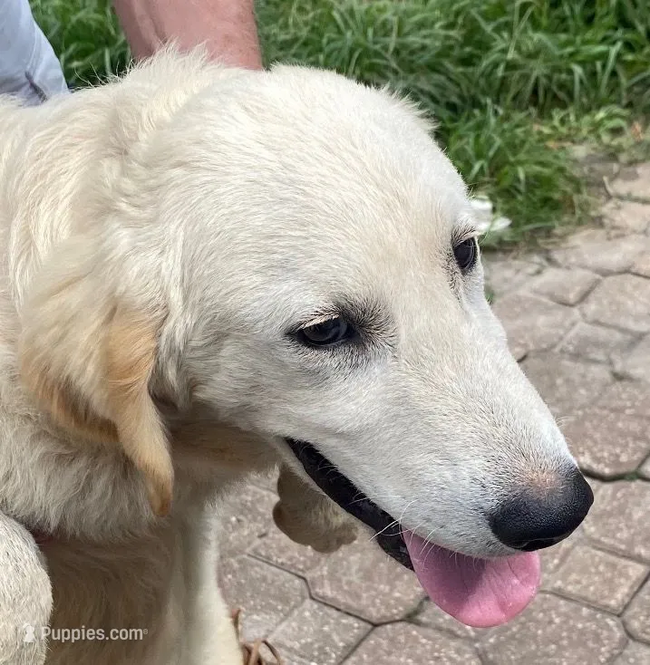 Brad – Golden Retriever, English Cream Golden Retriever puppy for sale in Orlando, FL