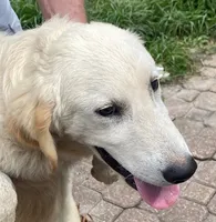 Brad, a male Golden Retriever and English Cream Golden Retriever for sale in Orlando, FL – 1 of 1