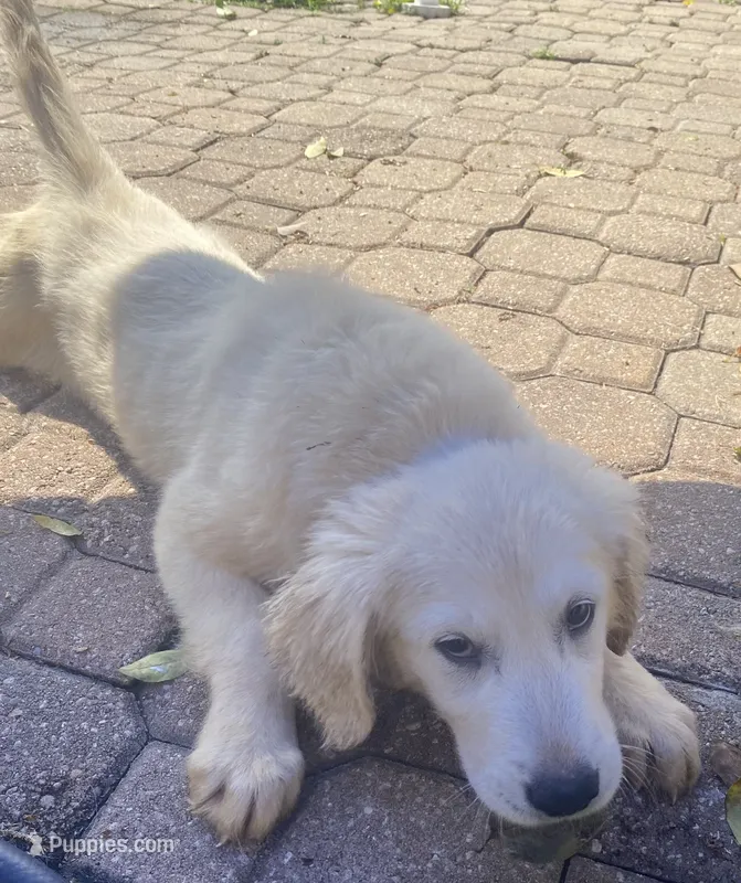 Brad – Golden Retriever, English Cream Golden Retriever puppy for sale in Orlando, FL