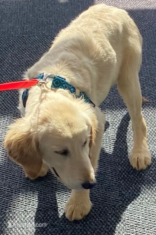 Kia – Golden Retriever, English Cream Golden Retriever puppy for sale in Orlando, FL
