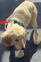 Kia, a female Golden Retriever and English Cream Golden Retriever for sale in Orlando, FL – 1 of 1