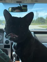 GUNNER (AKC), a male French Bulldog for sale in Wadesboro, NC – Photo 4 of 5