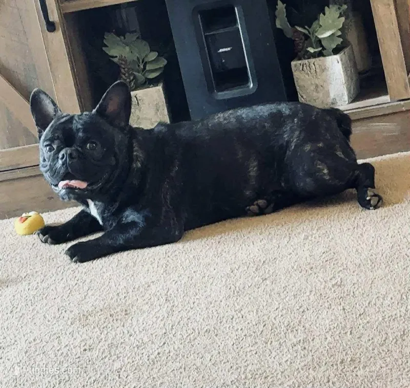 GUNNER (AKC) – French Bulldog puppy for sale in Wadesboro, NC