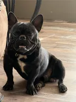 GUNNER (AKC), a male French Bulldog for sale in Wadesboro, NC – Photo 1 of 5