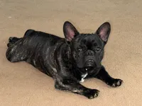 GUNNER (AKC), a male French Bulldog for sale in Wadesboro, NC – Photo 5 of 5