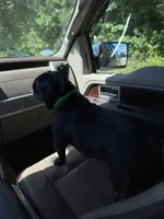 GUNNER (AKC), a male French Bulldog for sale in Wadesboro, NC – Photo 3 of 5