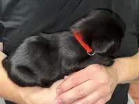 AKC THUNDER, a male Labrador Retriever for sale in Wadesboro, NC – 2 of 5