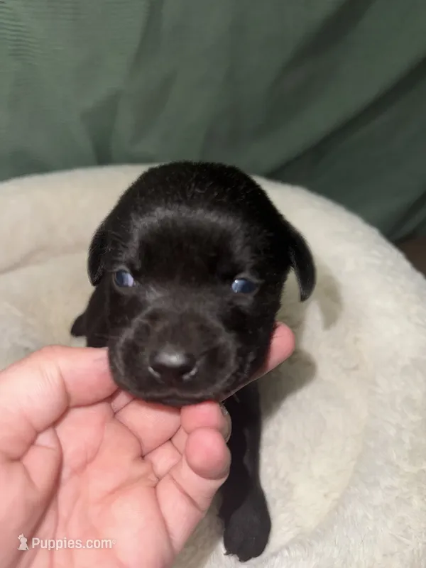 BOLT (Runt) – Labrador Retriever puppy for sale in Wadesboro, NC