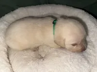 TEDDY, a male Labrador Retriever for sale in Wadesboro, NC – 5 of 5