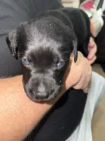 AKC ACE, a male Labrador Retriever for sale in Wadesboro, NC – 4 of 4
