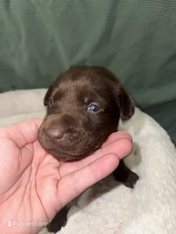 WOODIE – Labrador Retriever puppy for sale in Wadesboro, NC