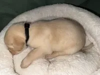 REX, a male Labrador Retriever for sale in Wadesboro, NC – 2 of 6