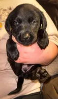 ACE, a male Labrador Retriever for sale in Wadesboro, NC – 1 of 2