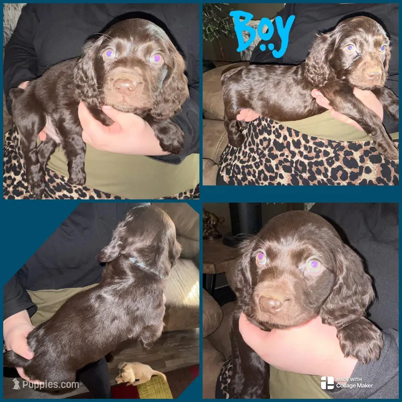 BO – Boykin Spaniel puppy for sale in Wadesboro, NC