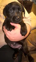 MIDNIGHT, a female Labrador Retriever for sale in Wadesboro, NC – 1 of 2