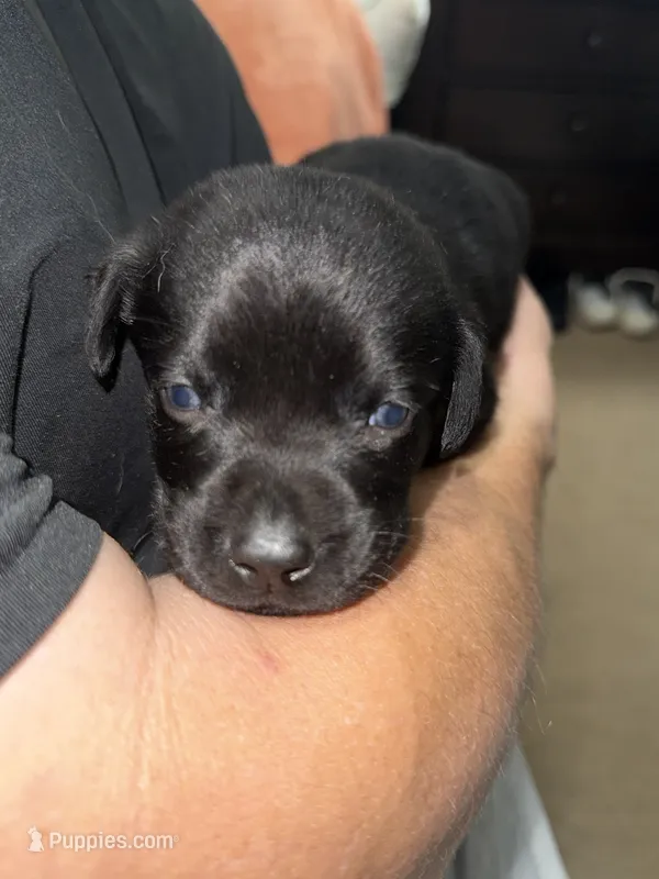 AKC BOLT (runt), a male Labrador Retriever for sale in Wadesboro, NC – 1 of 4