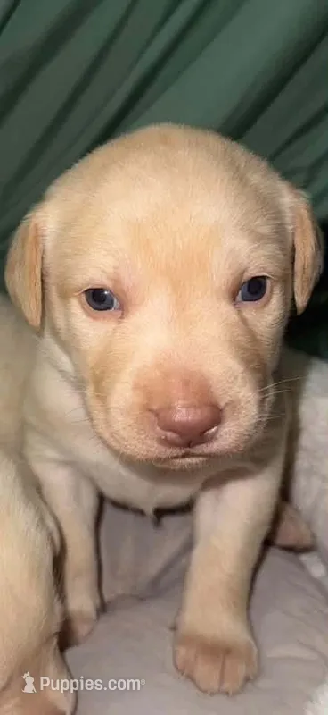REX – Labrador Retriever puppy for sale in Wadesboro, NC