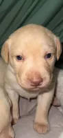 REX, a male Labrador Retriever for sale in Wadesboro, NC – 1 of 4