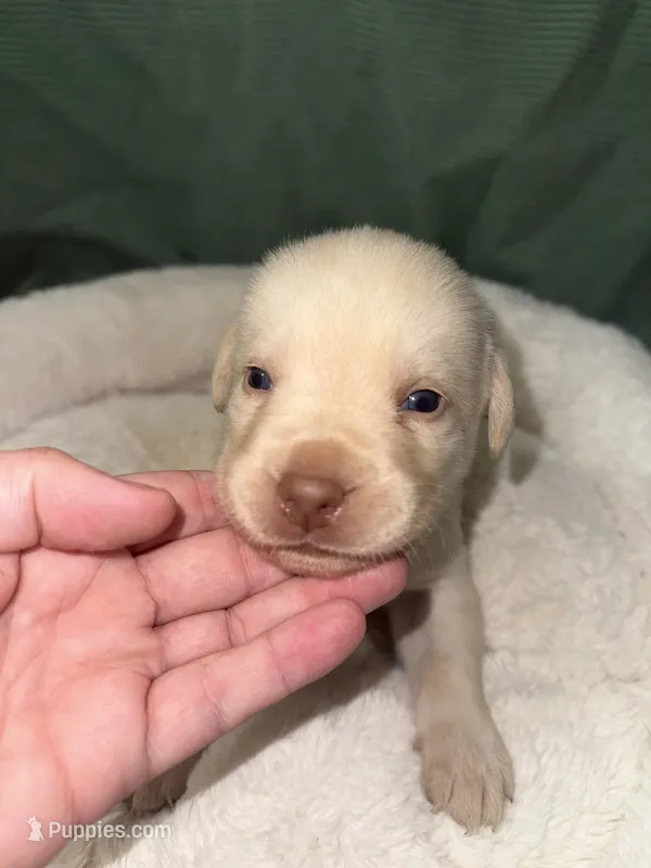 TEDDY – Labrador Retriever puppy for sale in Wadesboro, NC