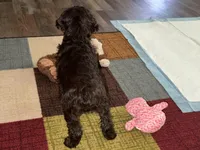 PINK BOYKIN, a female Boykin Spaniel for sale in Wadesboro, NC – Photo 2 of 3