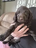 PINK BOYKIN, a female Boykin Spaniel for sale in Wadesboro, NC – Photo 1 of 3