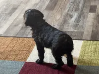 PINK BOYKIN, a female Boykin Spaniel for sale in Wadesboro, NC – Photo 3 of 3