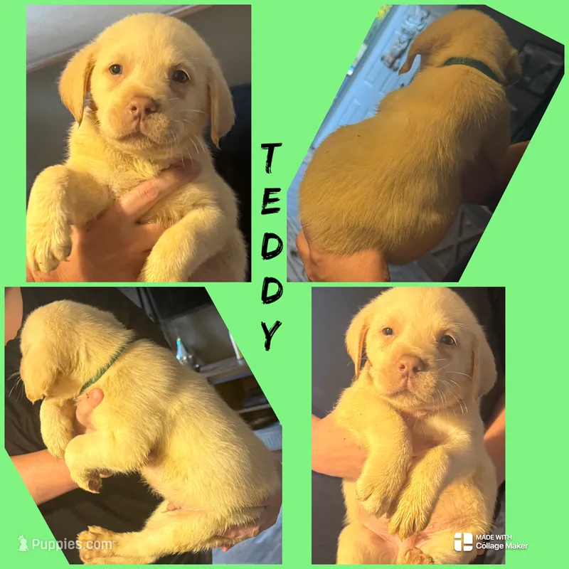 TEDDY Dudley  (AKC) – Labrador Retriever puppy for sale in Wadesboro, NC