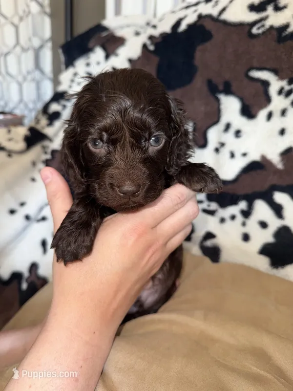 Teal Male  – Boykin Spaniel puppy for sale in Wadesboro, NC