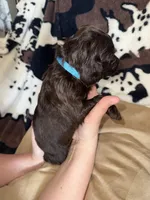 Teal Male , a male Boykin Spaniel for sale in Wadesboro, NC – Photo 2 of 2