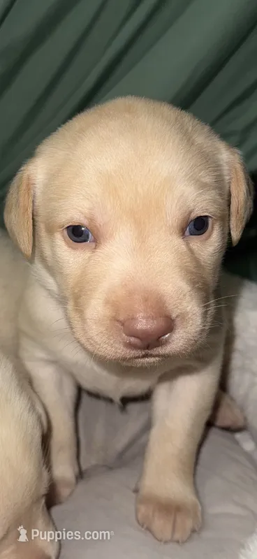 REX – Labrador Retriever puppy for sale in Wadesboro, NC