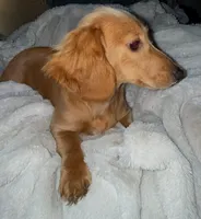 SCOUT, a male Miniature Dachshund for sale in Wadesboro, NC – 2 of 4