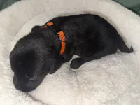 BOLT (Runt), a male Labrador Retriever for sale in Wadesboro, NC – 5 of 5