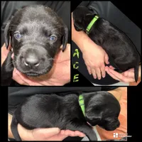 ACE , a male Labrador Retriever for sale in Wadesboro, NC – 1 of 1