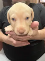 AKC REX, a male Labrador Retriever for sale in Wadesboro, NC – 1 of 3