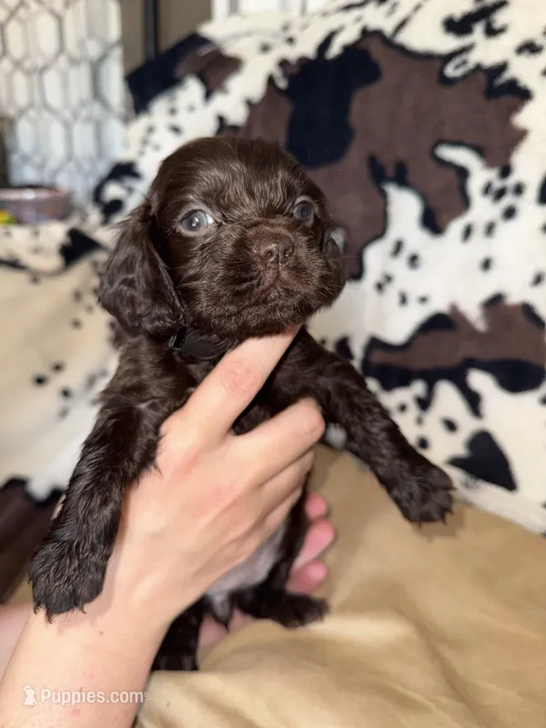Black Female  – Boykin Spaniel puppy for sale in Wadesboro, NC