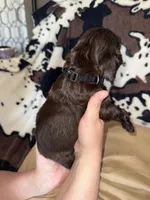 Black Female , a female Boykin Spaniel for sale in Wadesboro, NC – Photo 2 of 2