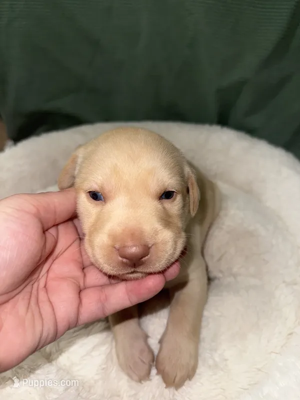 REX – Labrador Retriever puppy for sale in Wadesboro, NC
