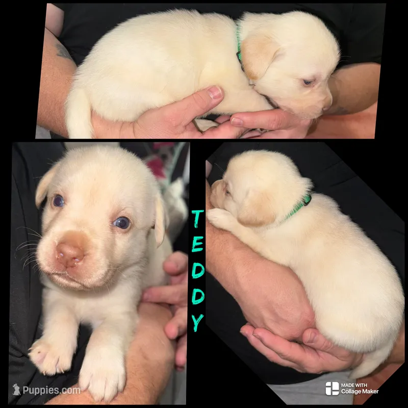 TEDDY  – Labrador Retriever puppy for sale in Wadesboro, NC