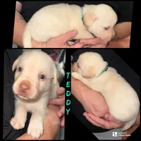 TEDDY , a male Labrador Retriever for sale in Wadesboro, NC – 1 of 1