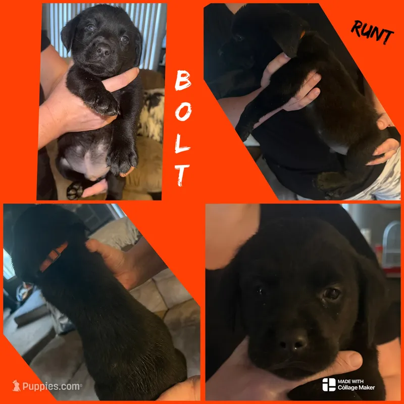 BOLT  (AKC)  Runt  – Labrador Retriever puppy for sale in Wadesboro, NC