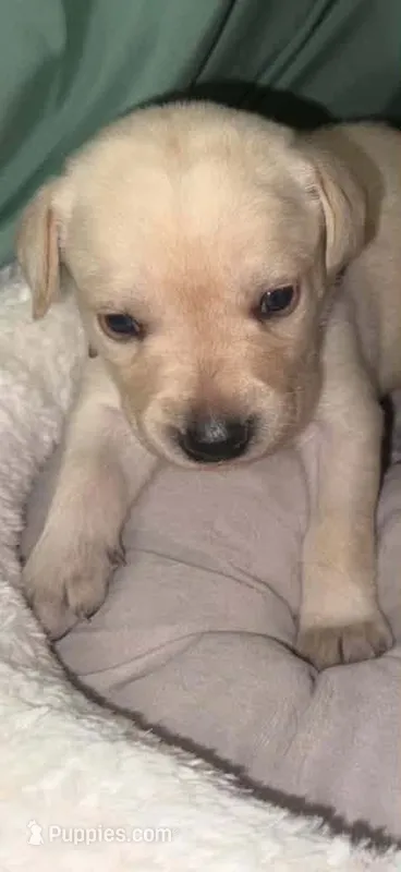 STELLA – Labrador Retriever puppy for sale in Wadesboro, NC