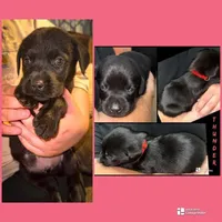 THUNDER (AKC), a male Labrador Retriever for sale in Wadesboro, NC – 2 of 2